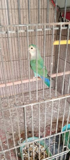 peach face lovebird