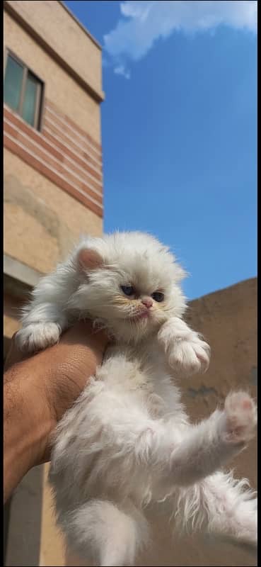 Persian extreme punch face kittens tripple coated for sale 0