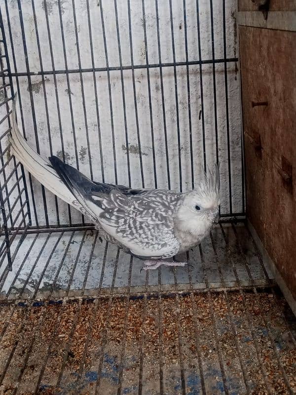 Cocktail/Cockatiel Beautiful Parrot Gray/White/Eno Female 0