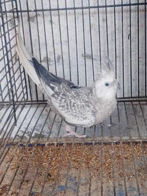 Cocktail/Cockatiel Beautiful Parrot Gray/White/Eno Female 2