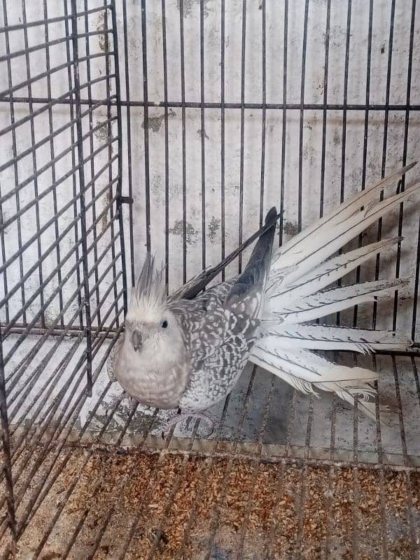 Cocktail/Cockatiel Beautiful Parrot Gray/White/Eno Female 3