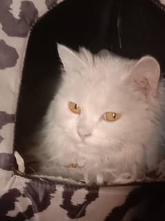 persian cat for sale