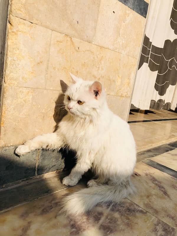 persian cat for sale 1