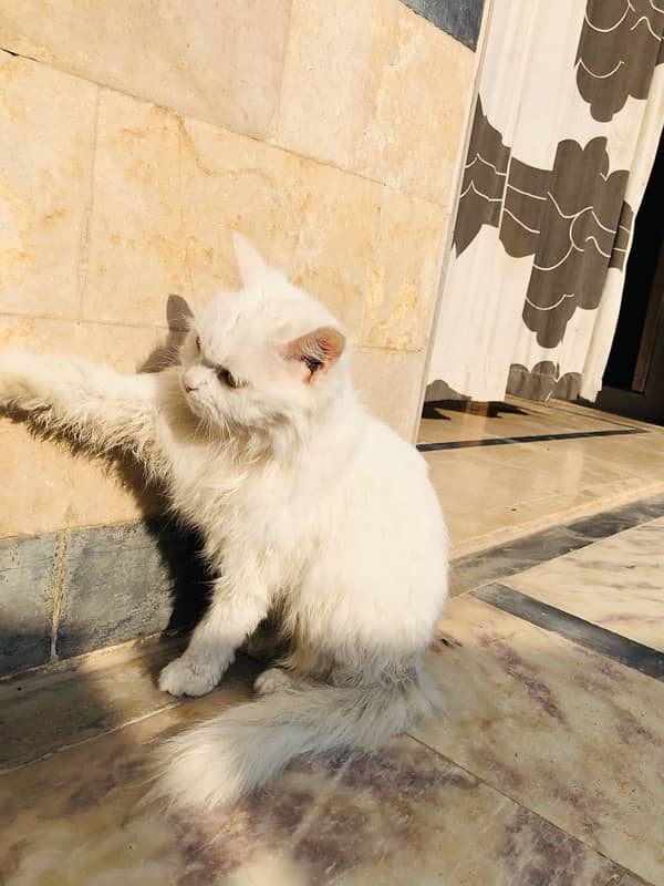 persian cat for sale 2