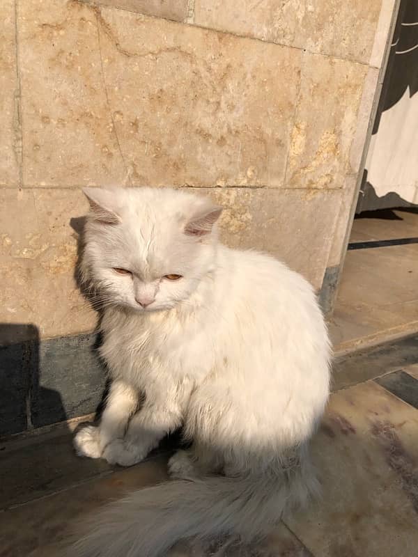 persian cat for sale 3