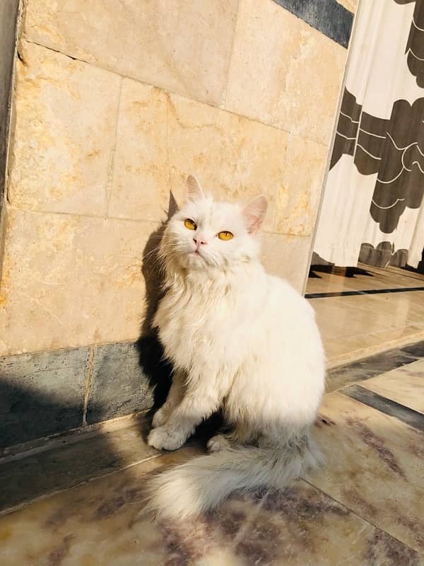 persian cat for sale 4