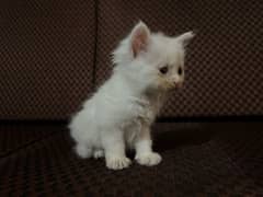 Semi Persian white kittens for sale 1 month old