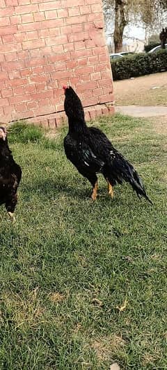 lassani mushka pair for sale