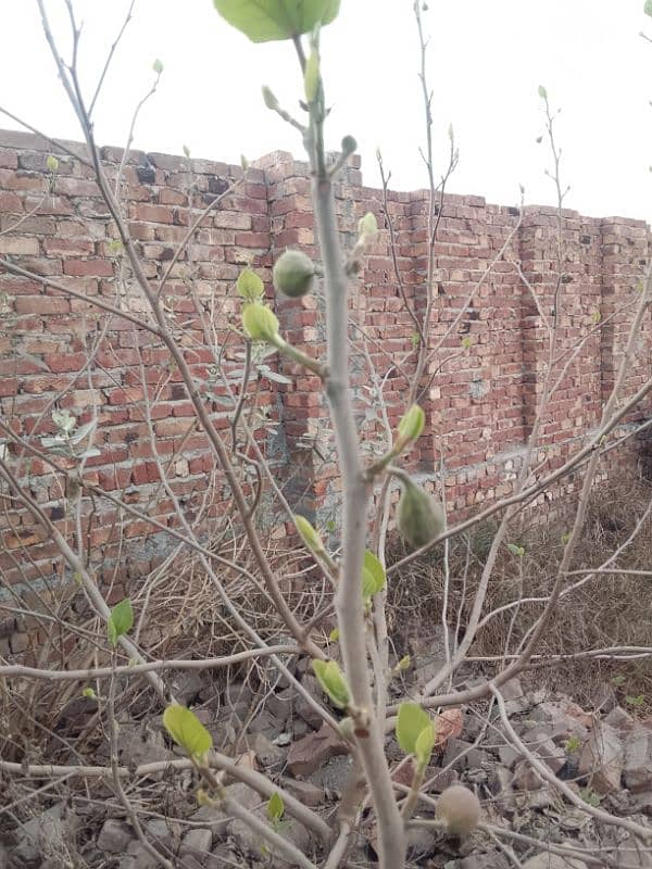 ANJEER TREE 0