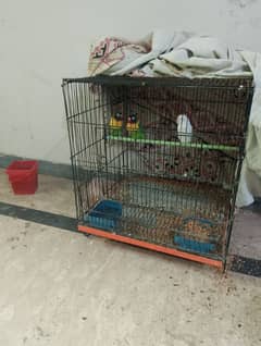 yellow chest lovebird pair for sale