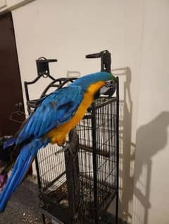 blue macaw parrot check for sale 0330*75*95*248