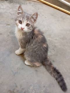 Persian cat with black and white colour