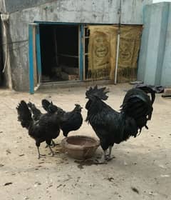 Ayam Cemani Male Female Available