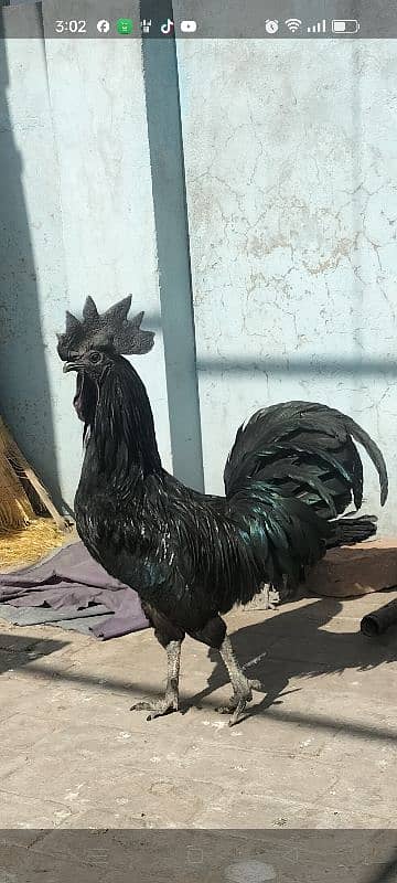 Ayam Cemani Male Female Available 1