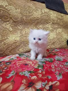 Persian kitten