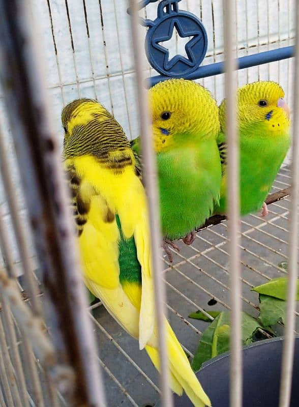 green parrots pair 0