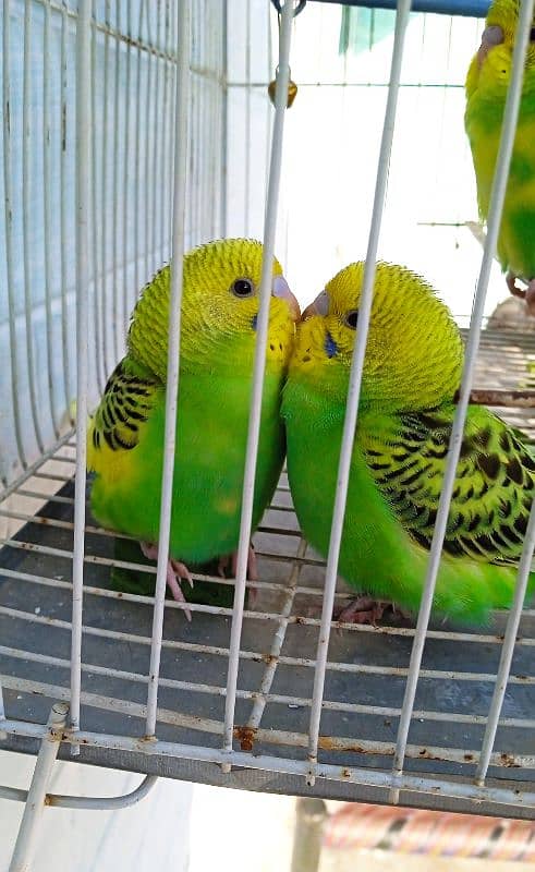 green parrots pair 1