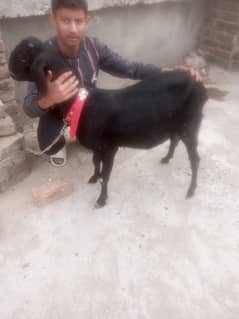 Goat For sale Sth 2 Bachy 03125111601