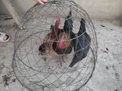 3 Egg laying Murghi with 1 Murgha for sale