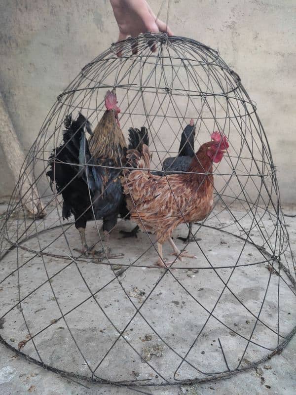 3 Egg laying Murghi with 1 Murgha for sale 2