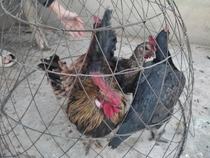 3 Egg laying Murghi with 1 Murgha for sale 6