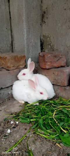 white Red Eye Rabbit pair for sale