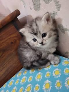 Pure parsian kittens pair and single both available