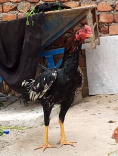 Pure Aseel Rooster | Strong and Healthy | For Sale