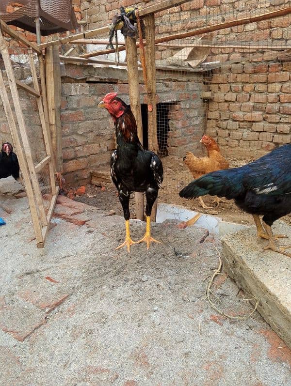 Pure Aseel Rooster | Strong and Healthy | For Sale 2