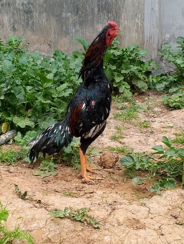 Pure Aseel Rooster | Strong and Healthy | For Sale 3