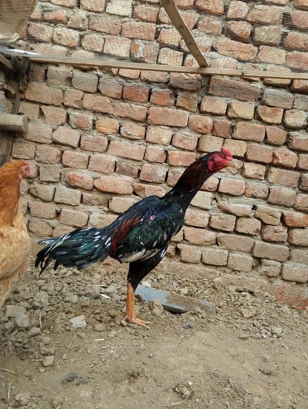 Pure Aseel Rooster | Strong and Healthy | For Sale 4