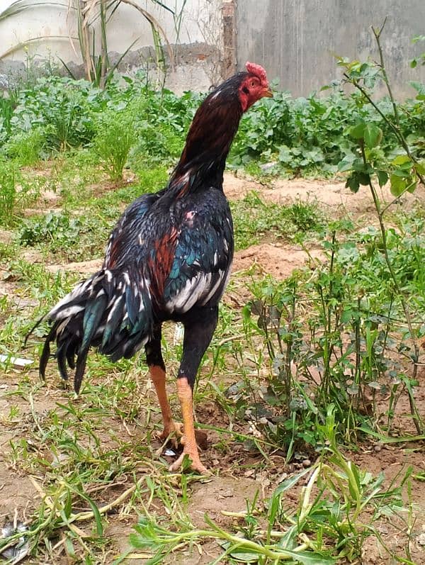 Pure Aseel Rooster | Strong and Healthy | For Sale 5