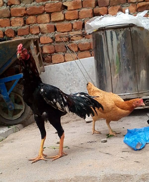 Pure Aseel Rooster | Strong and Healthy | For Sale 6