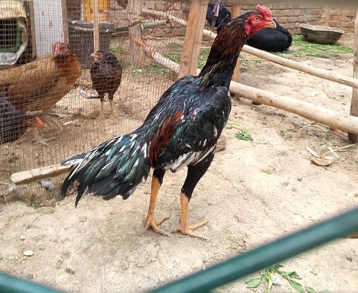 Pure Aseel Rooster | Strong and Healthy | For Sale 7