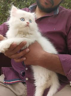 Blue Eyes Fur Ball More Than Triple Coat Male Kitten