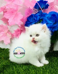 Persian Kitten snow white triple coated Punch face cat