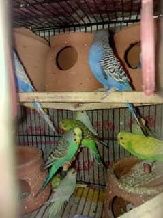 budgies