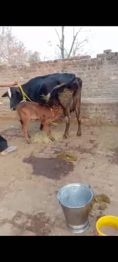 tazi soi cow with male calf