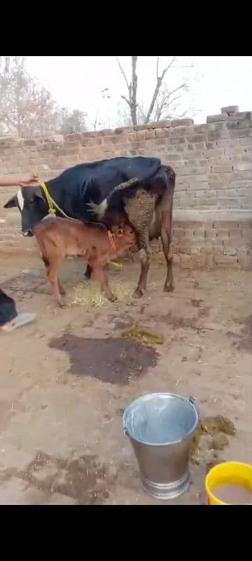 tazi soi cow with male calf 0