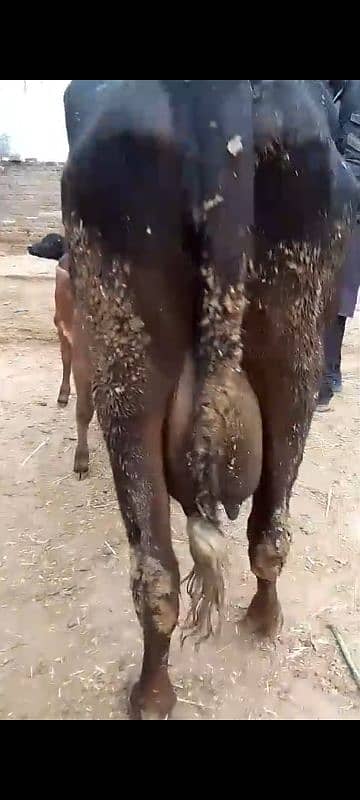 tazi soi cow with male calf 1