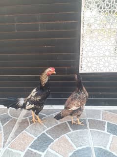 Aseel Phata Pair For Sell