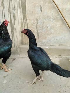 Mushka aseel lasani pair murga murgi for sale location multan