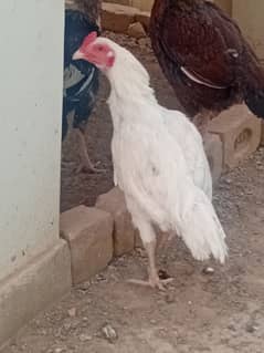 Pure white aseel heera home breed for sale