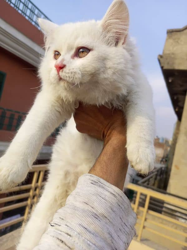 different prices persian triple coated kittens 0