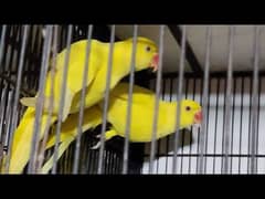 yellow ringneck