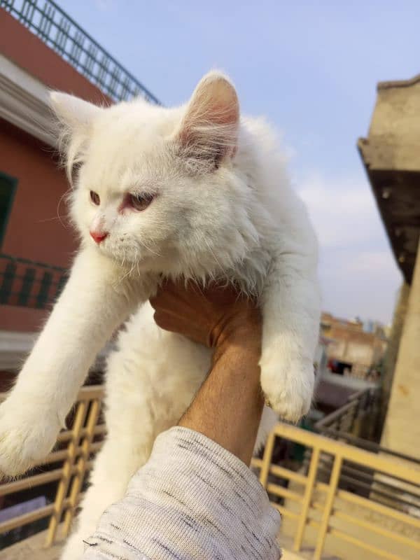 white fluffy and beautiful male kitten for sale 0