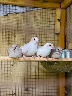 Red pied dove , Blue pied dove, Diamond pied dove