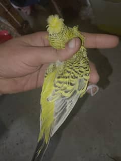 yellow tcb king crusted male