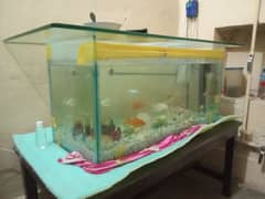 Fishes + Equrium with glass top n assesaries