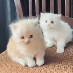 Two female persian triple coat kittens for sale